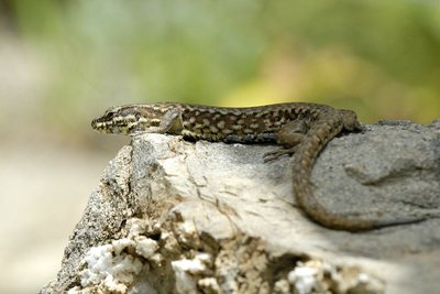 Lézard des murailles