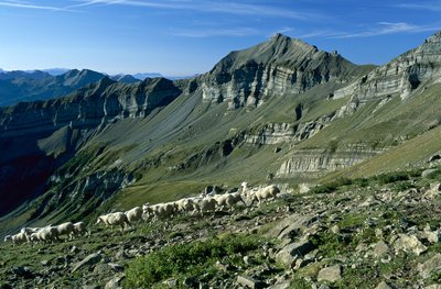 Troupeau de moutons au dessus du Tourrond