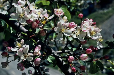 Pommier sauvage en fleur