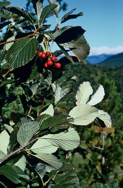 Alisier blanc et ses fruits