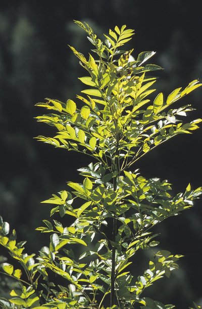 Feuilles de frêne commun