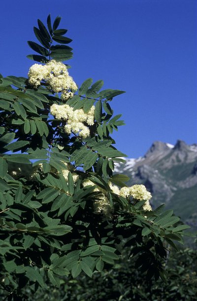 Sorbier des oiseleurs en fleur