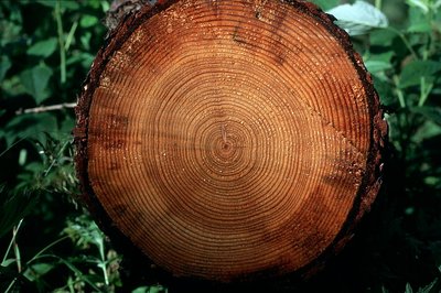 Coupe d'un mélèze : cernes de croissance 