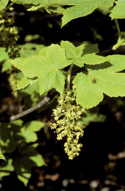 Feuilles d'erable sycomore