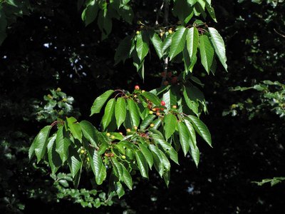 Merisier en fruits