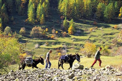 Habitants ravitaillant Dormillouse à dos de mûles