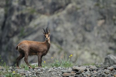 Chamois