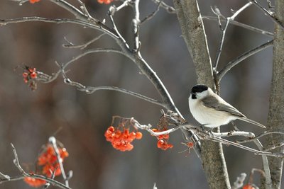 Mésange nonette