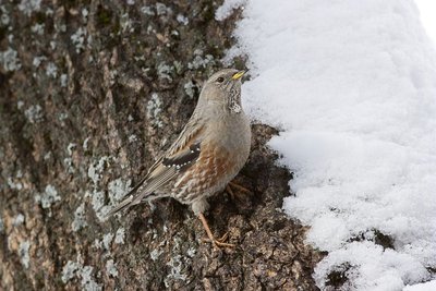 Accenteur alpin