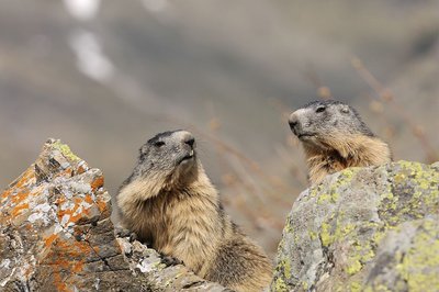 Marmotte des Alpes