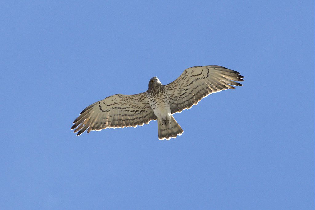 Circaète Jean-le-Blanc