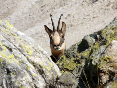 Chamois