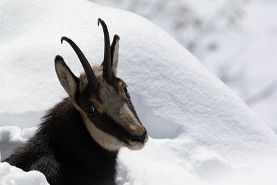 Chamois dans la neige