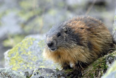 Marmotte au printemps