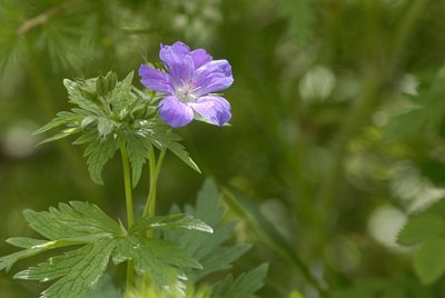 Géranium des bois