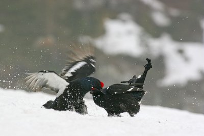 Combat de tétras lyres au printemps 