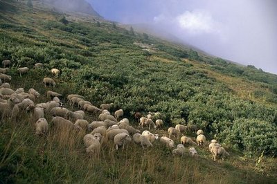 Troupeau dans les aulnes verts