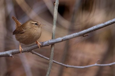 Un Troglodyte mignon saisi au repos