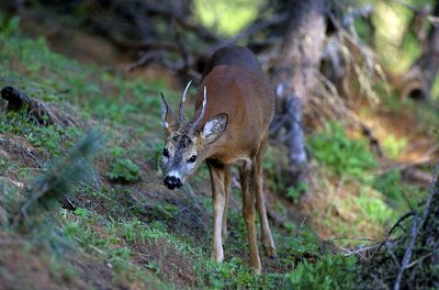  	Un brocard ou chevreuil mâle à pas feutré