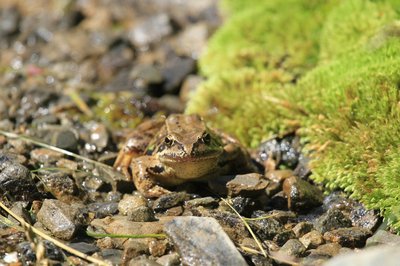 Grenouilles rousse 