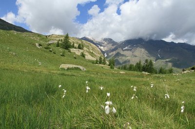 Zones humides aux environs du lac du Fangeas