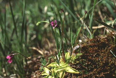 La grasette commune une carnivore qui aime les insectes