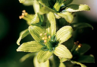 Fleur de vératre blanc