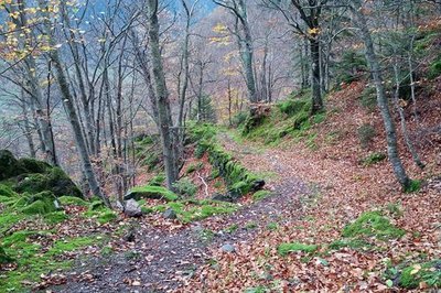 Sentier traversant la hêtraie de Godissard