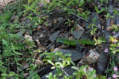 Un lézard vert mâle