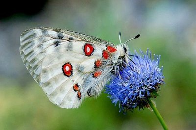 Un grand apollon sur une jasione des montagnes