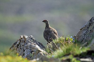 Lagopède alpin en tenue d'été