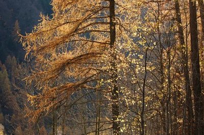 Le mélèze en automne