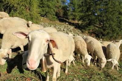 Brebis dans un mélézin