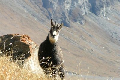 Chamois