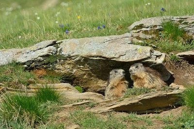 Marmottes dans leur terrier