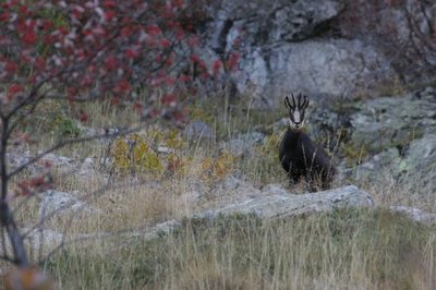 Chamois