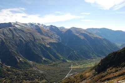 Forêt d'aulnes blanc