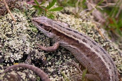 Lézard vivipare