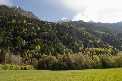 Forêt hêtraie-sapinière d'ubac