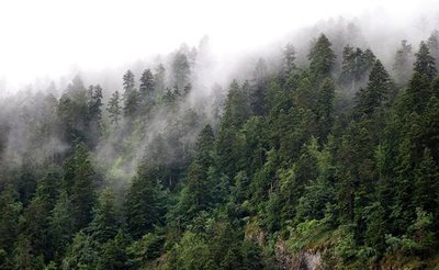 Brume dans la sapinière d'ubac