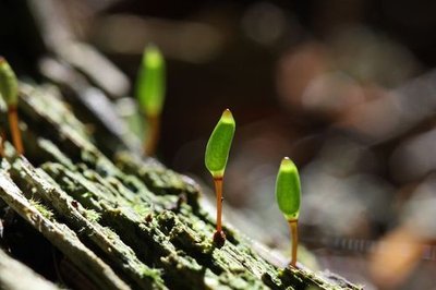 Mousses Buxbaumia viridis