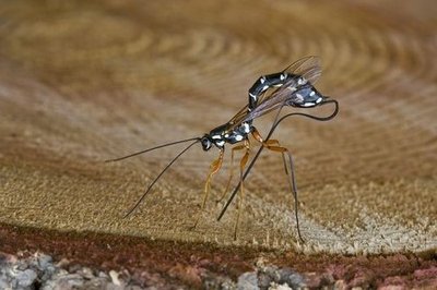 Grand ichneumon ou rhysse persuasive