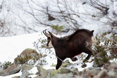 Chamois mâle en hiver