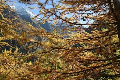 Mélèzes d'automne