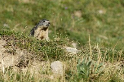 Marmotte sur son terrier 