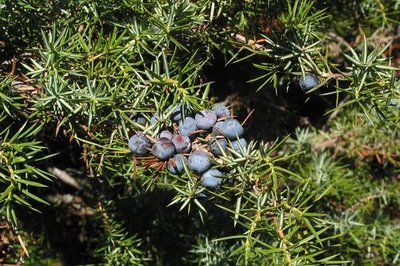 Fruits du genévrier commun 