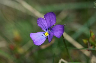 Violette à éperon, ou pensée des Alpes