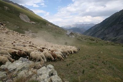 Troupeau dans le vallon du Fournel