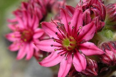 Fleurs de la joubarbe à toile d'araignée