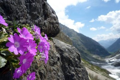 Primevères hirsutes vues sur le vallon des Bans